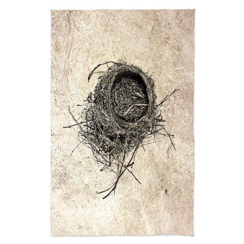 Barloga Studios Kozo Amante Nests Study #11